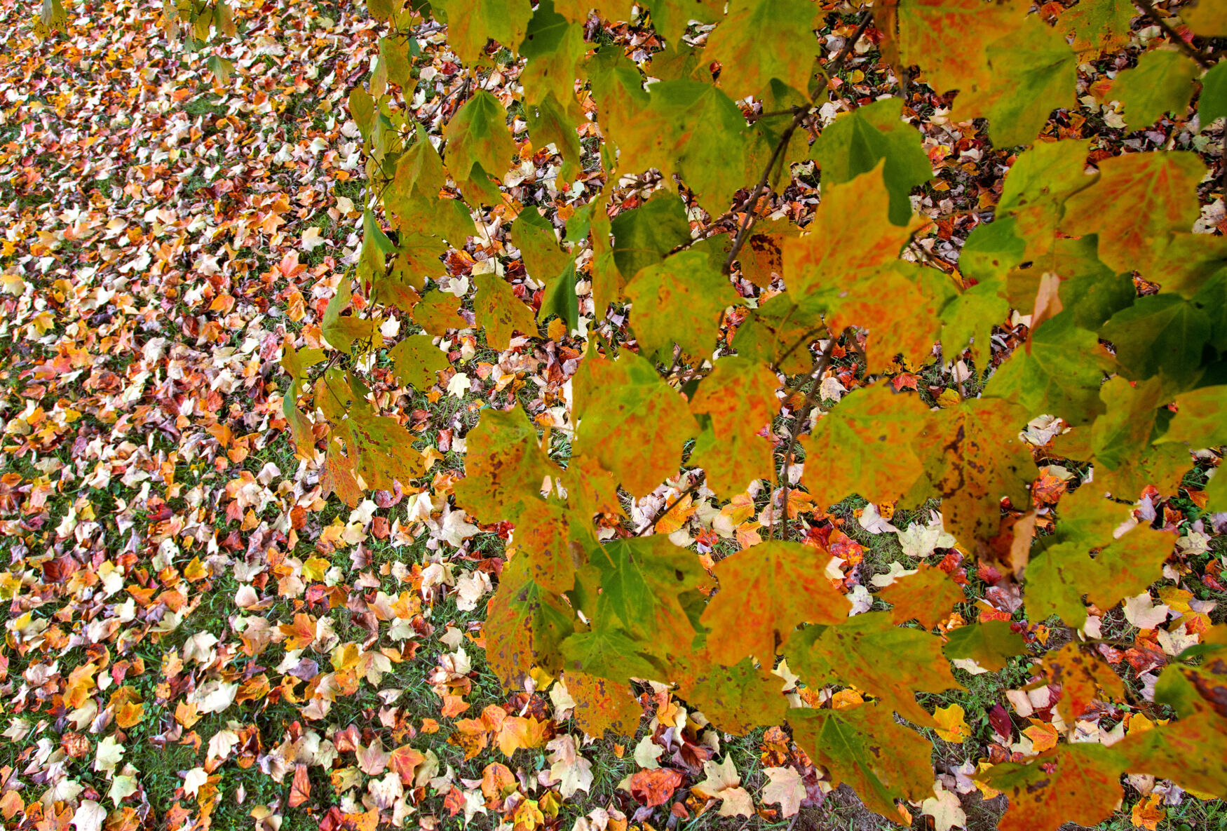Autumn Peak